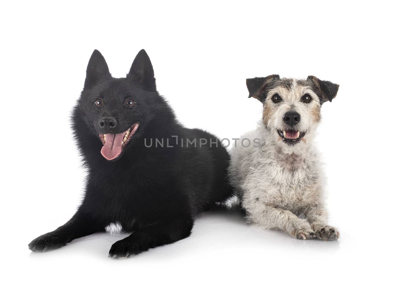 old jack russel terrier and Schipperke in front of white background