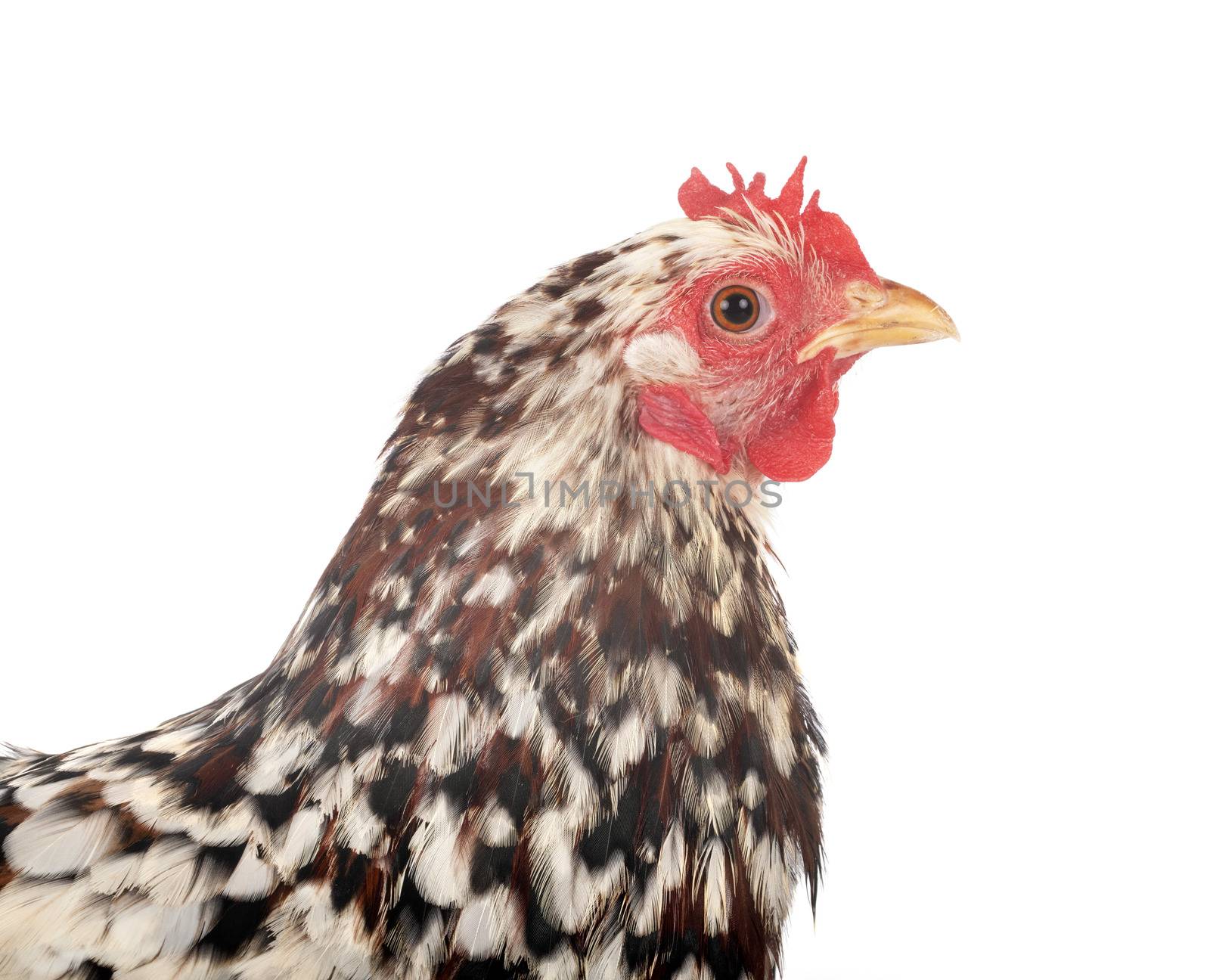 Pekin Bantam in front of white background