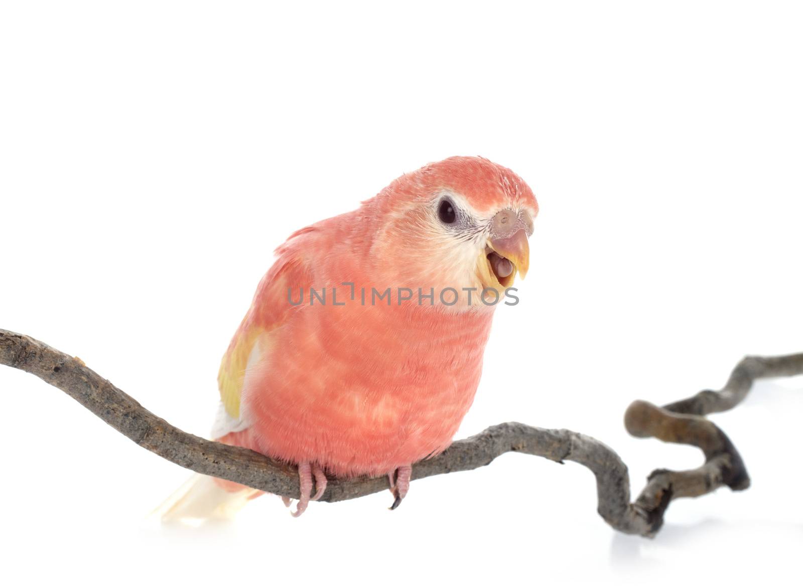 Bourke parrot in front of white background