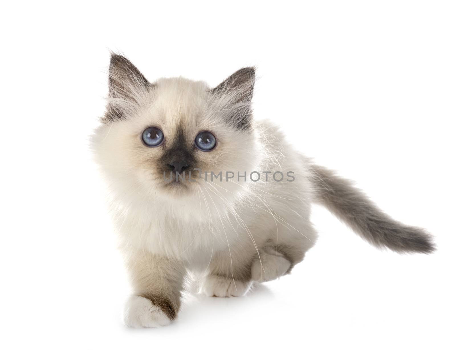 birman kitten in front of white background