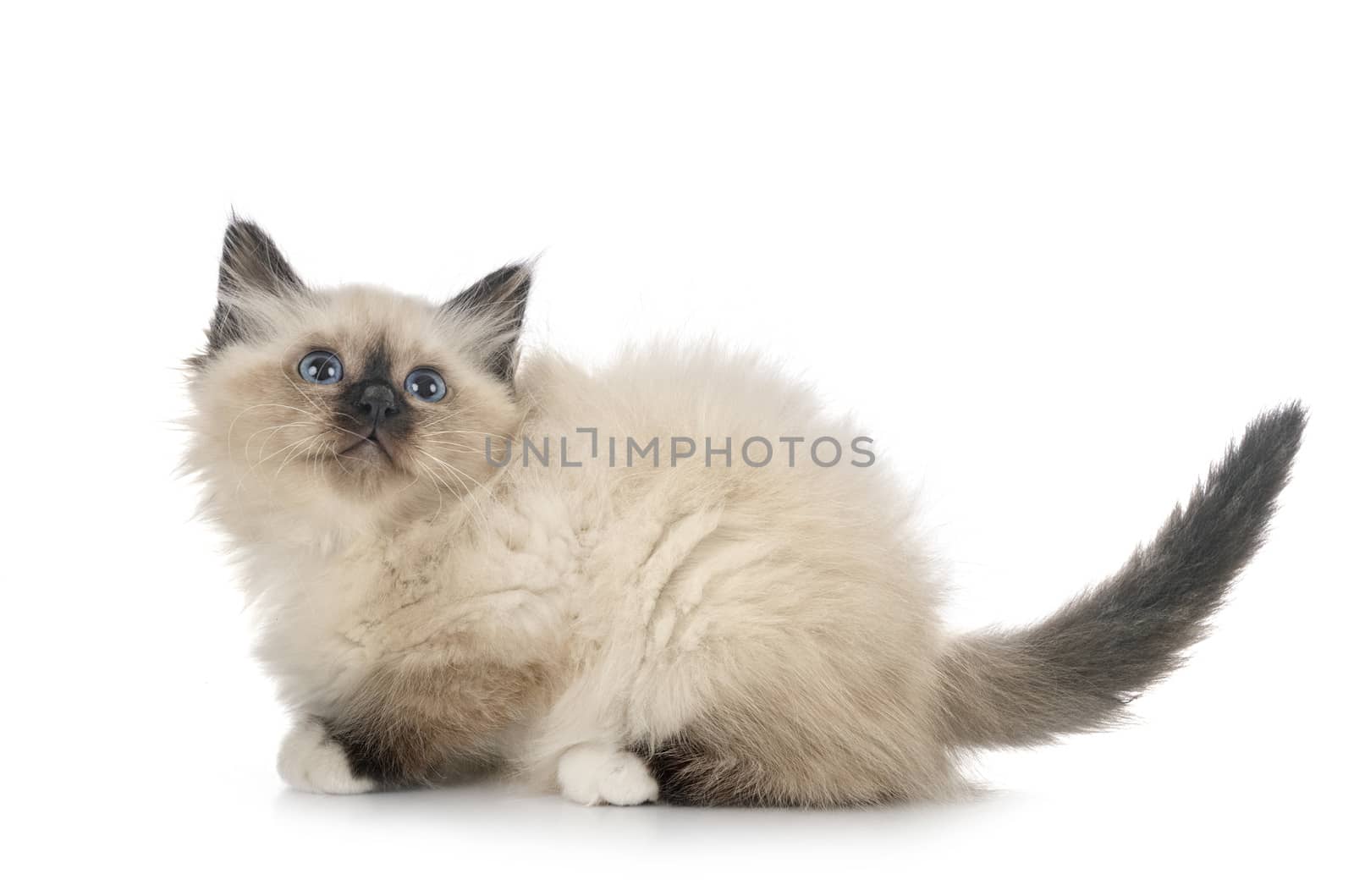 birman kitten in studio by cynoclub