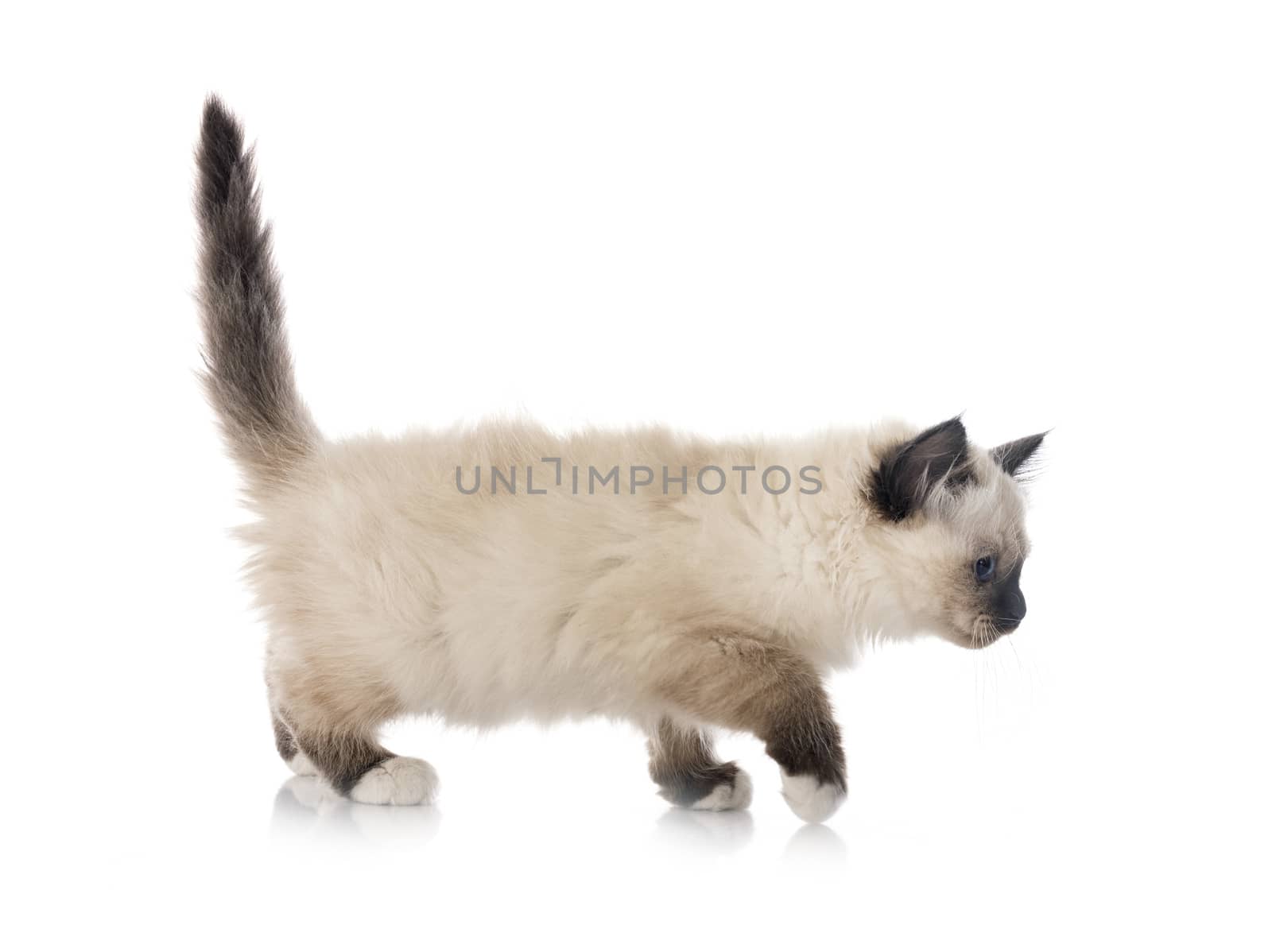 birman kitten in front of white background