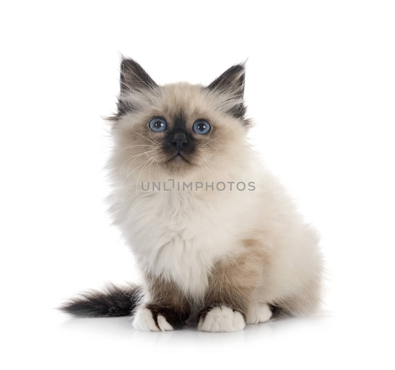 birman kitten in front of white background