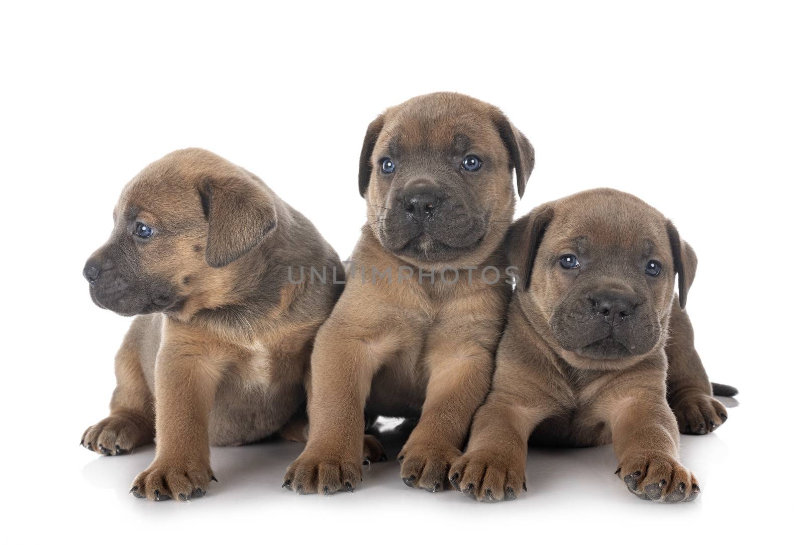 puppies italian mastiff in front of white background