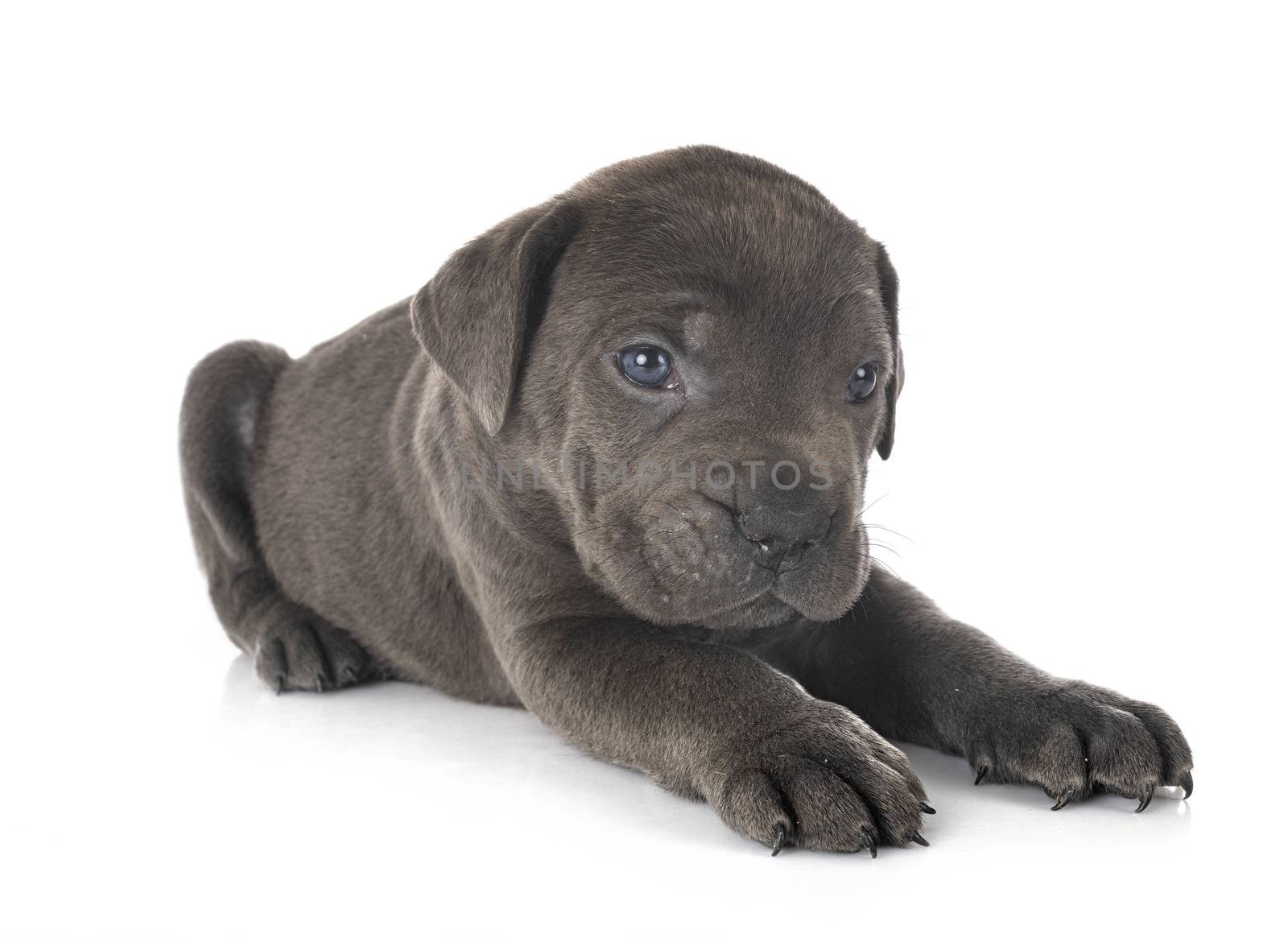 puppy italian mastiff in front of white background