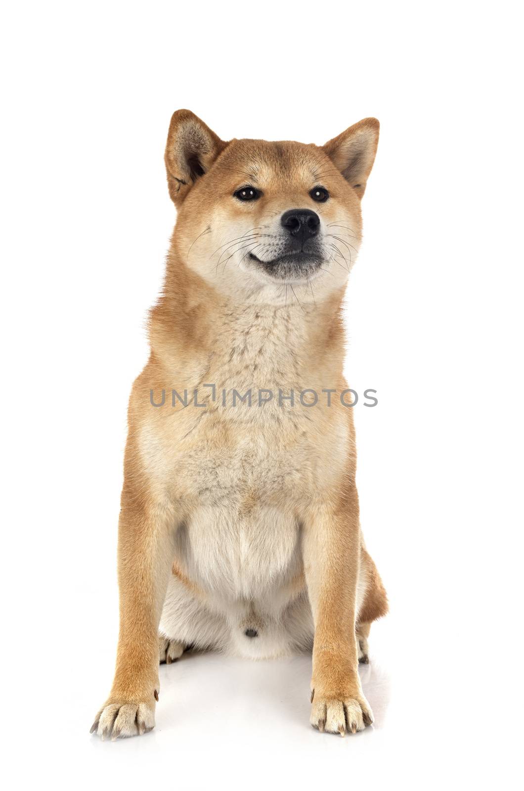 shiba inu in front of white background