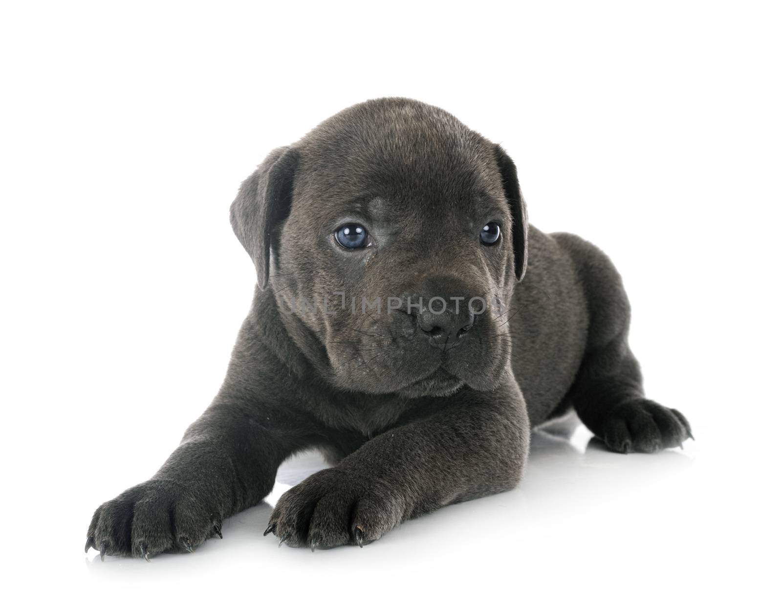 puppy italian mastiff in front of white background