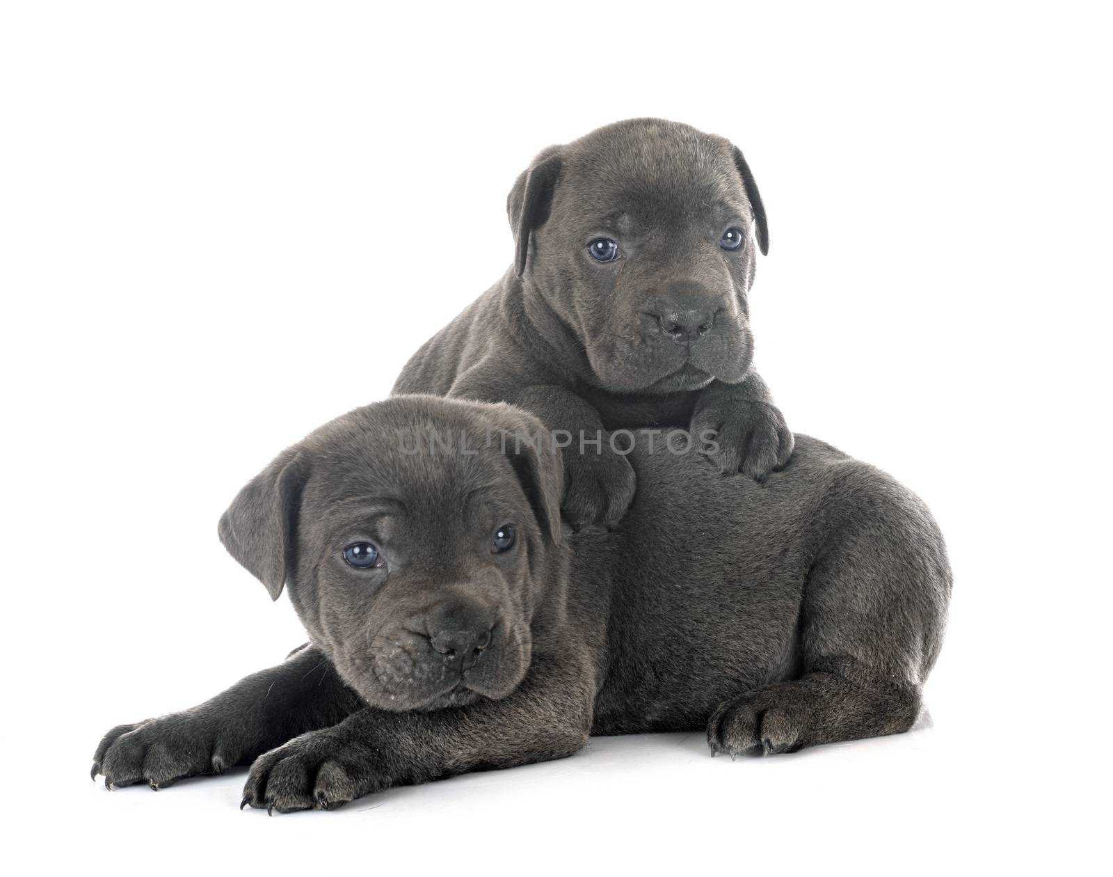 puppies italian mastiff in front of white background