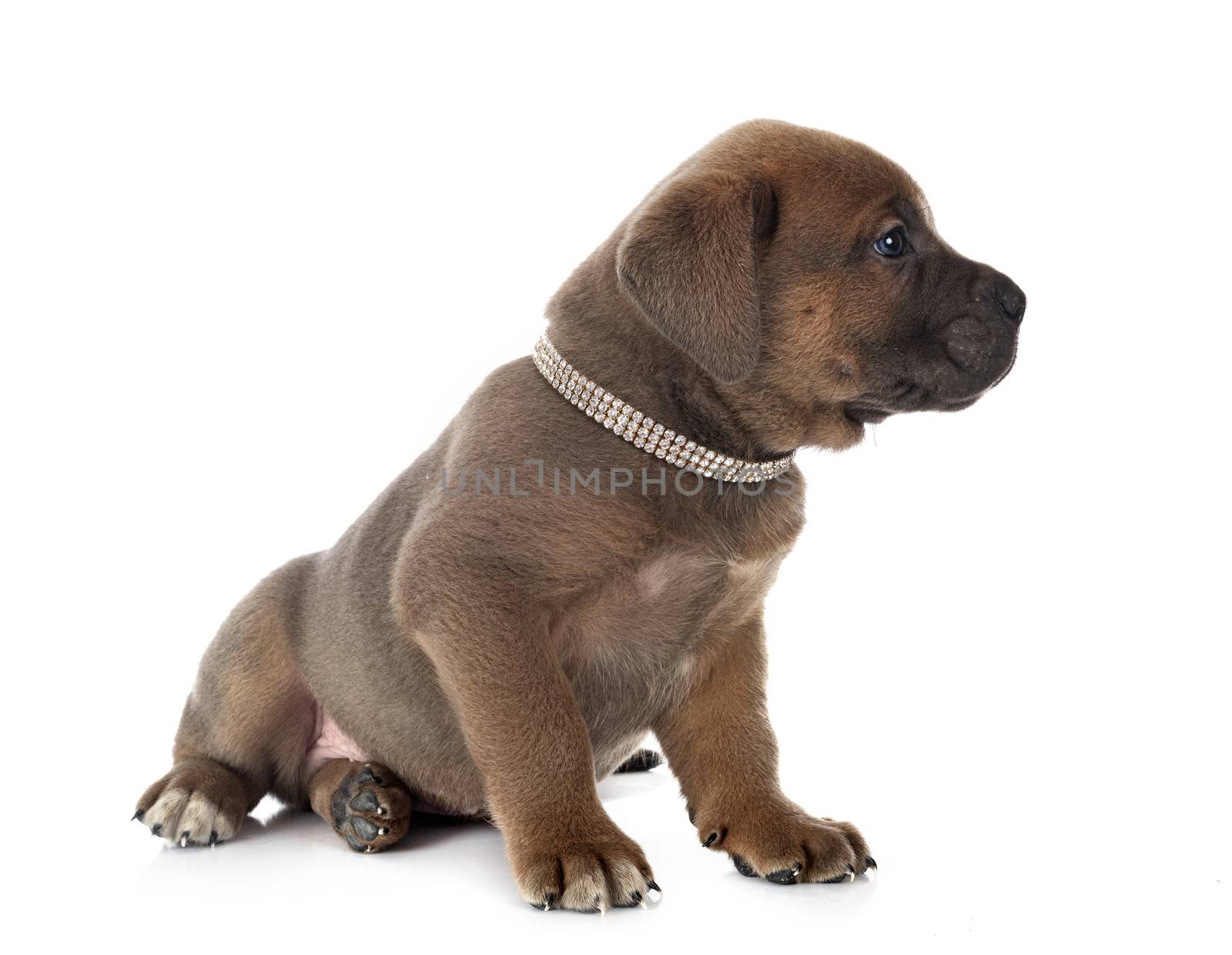 puppy italian mastiff in front of white background