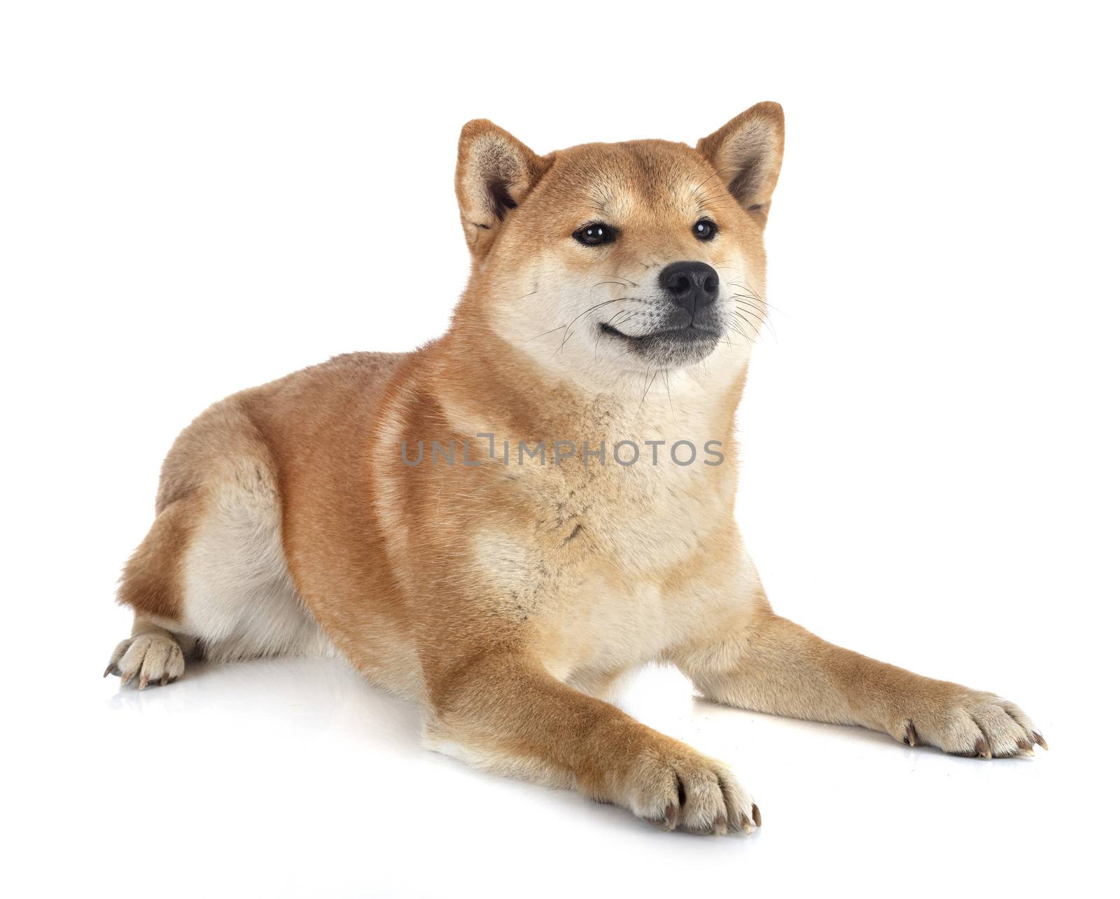 shiba inu in front of white background