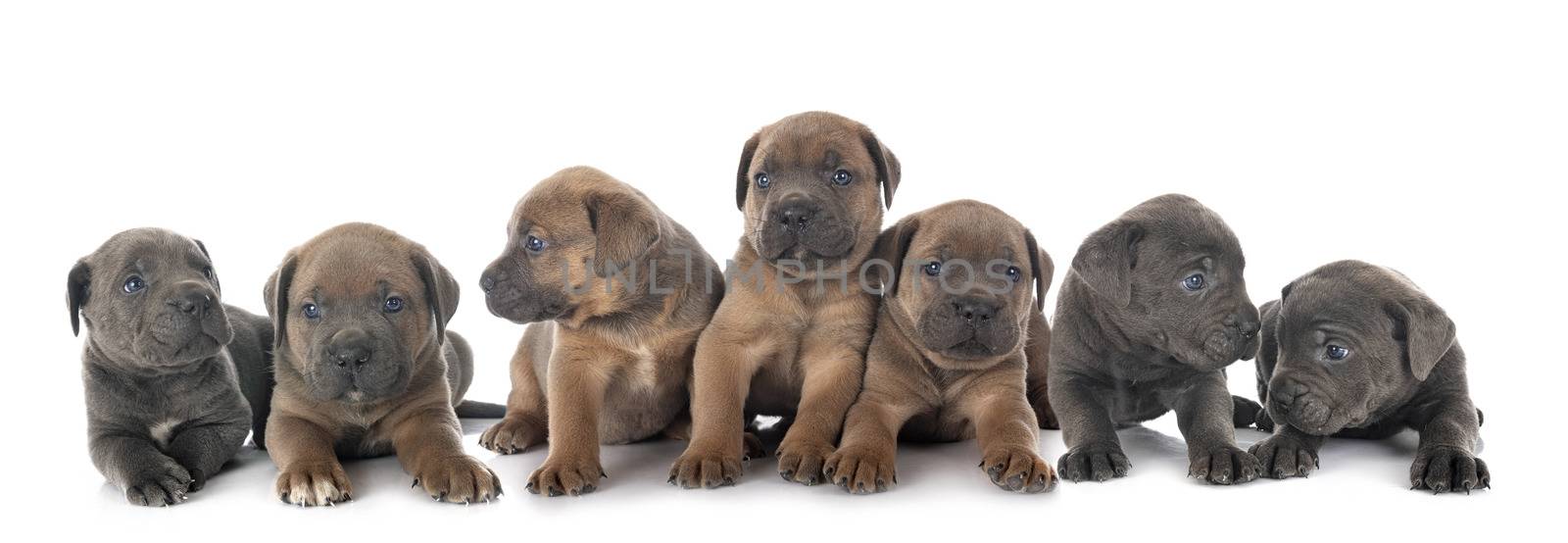 puppies italian mastiff in front of white background