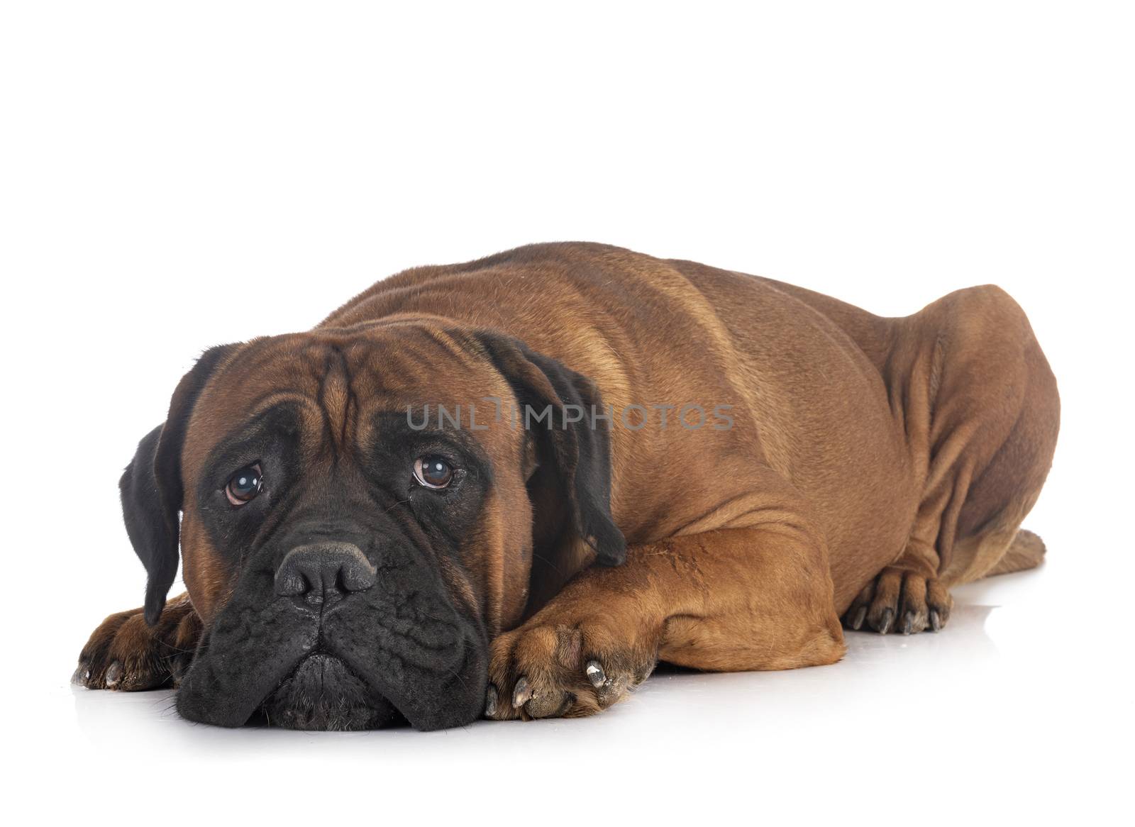  italian mastiff in front of white background