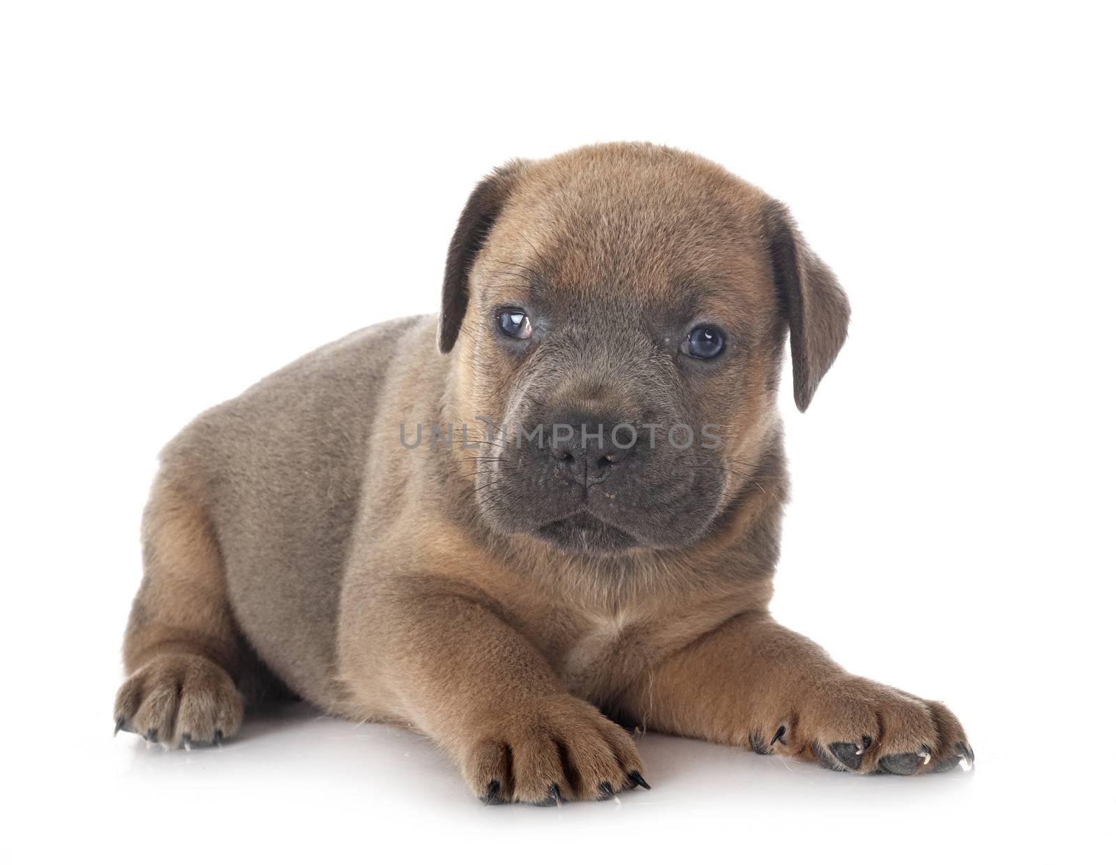 puppy italian mastiff in front of white background