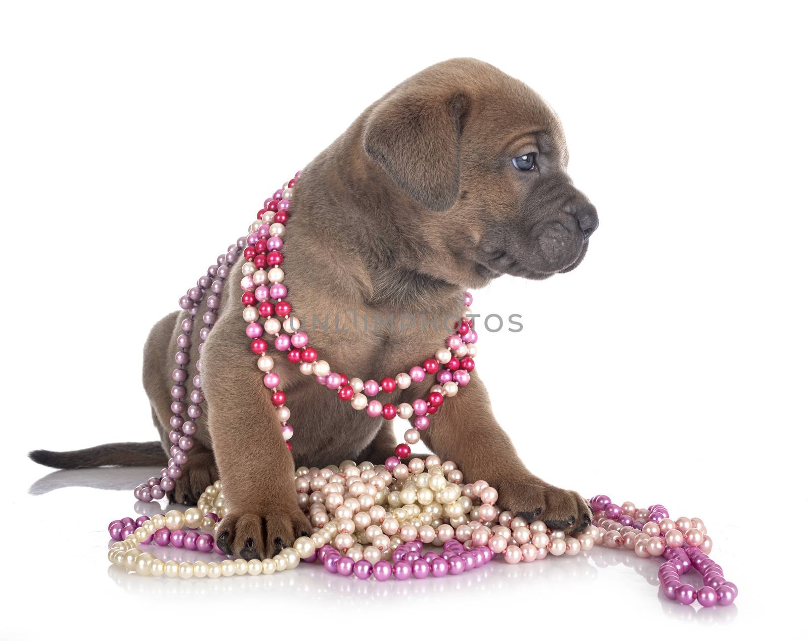 puppy italian mastiff in front of white background