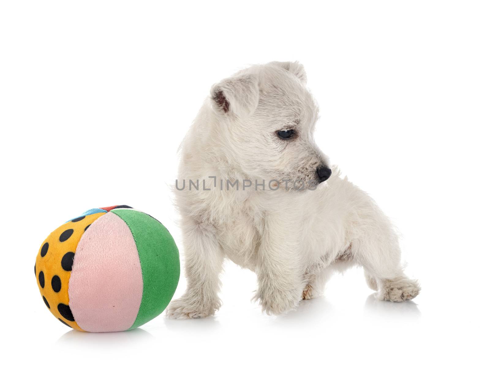 puppy West Highland White Terrier in front of white background