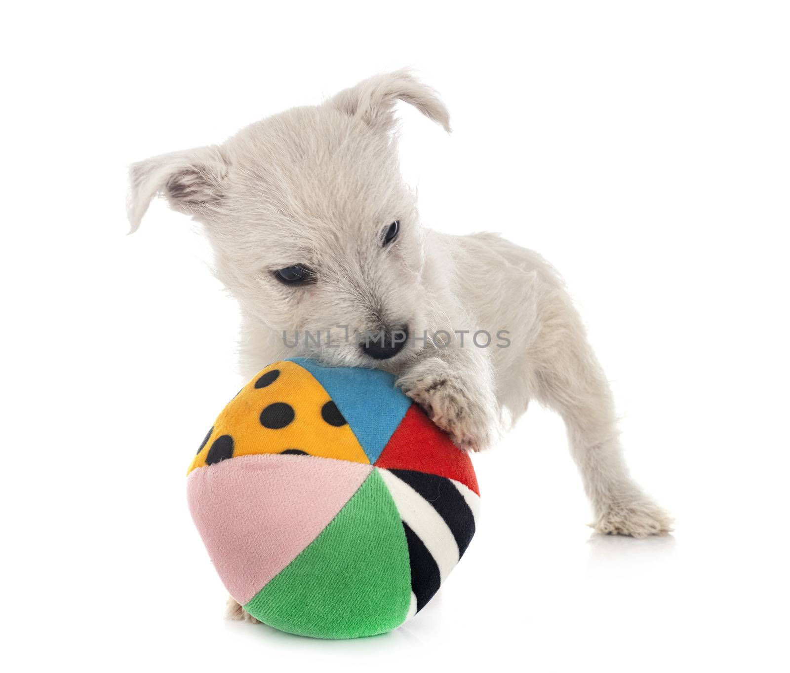 puppy West Highland White Terrier in front of white background