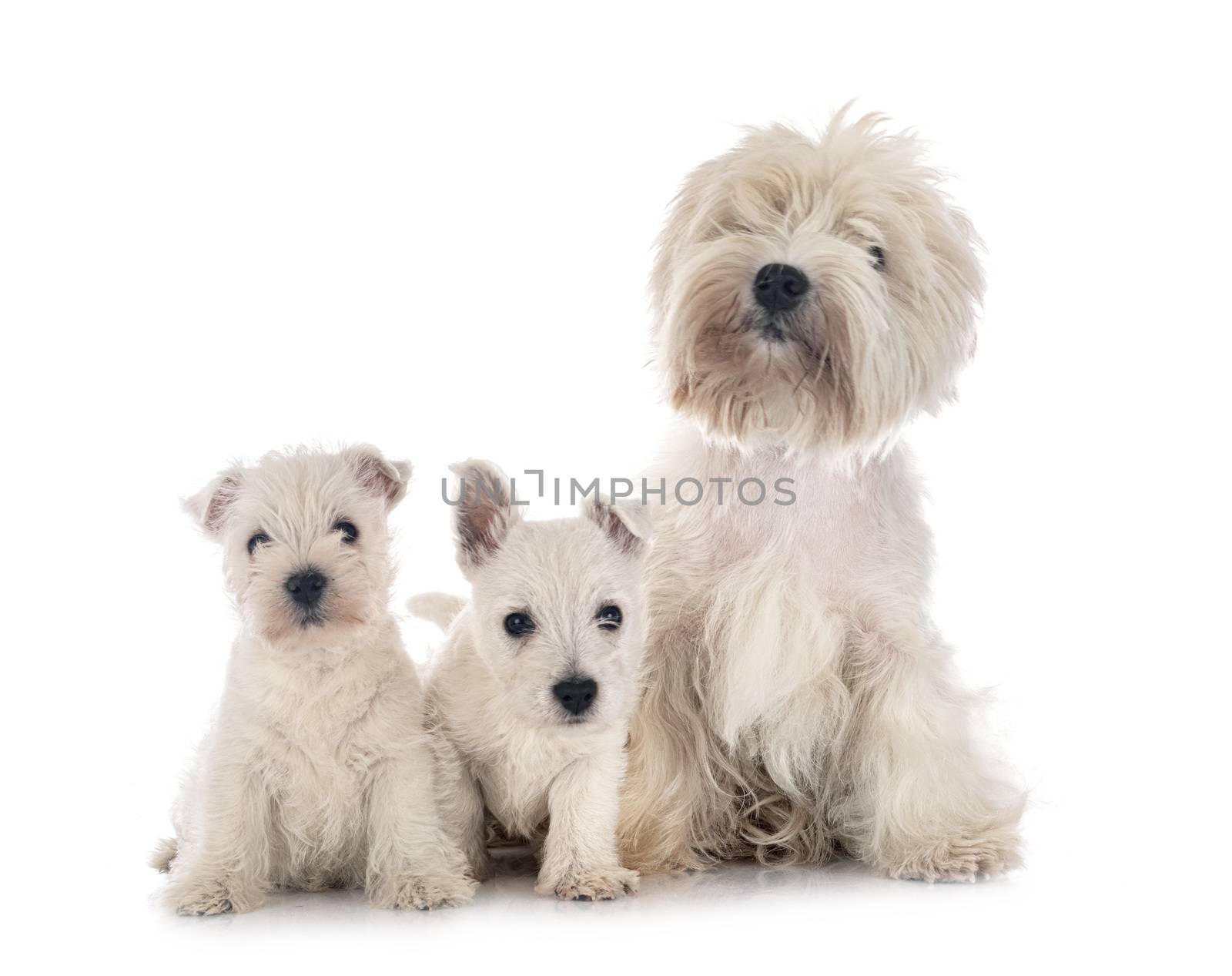 family West Highland White Terrier in front of white background