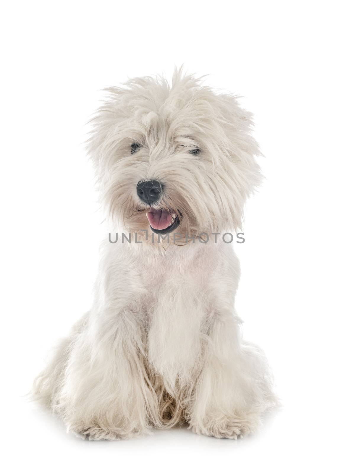 West Highland White Terrier in front of white background