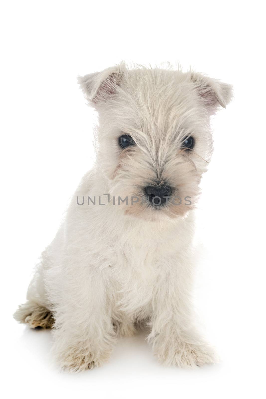 puppy West Highland White Terrier by cynoclub