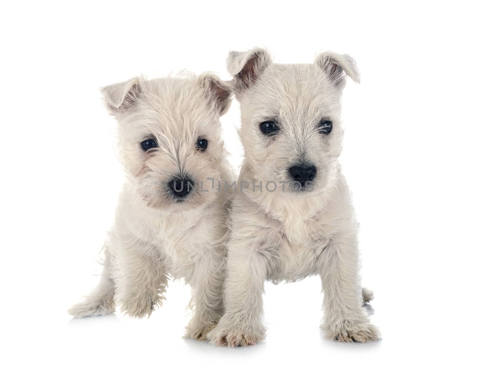 puppies West Highland White Terrier in front of white background