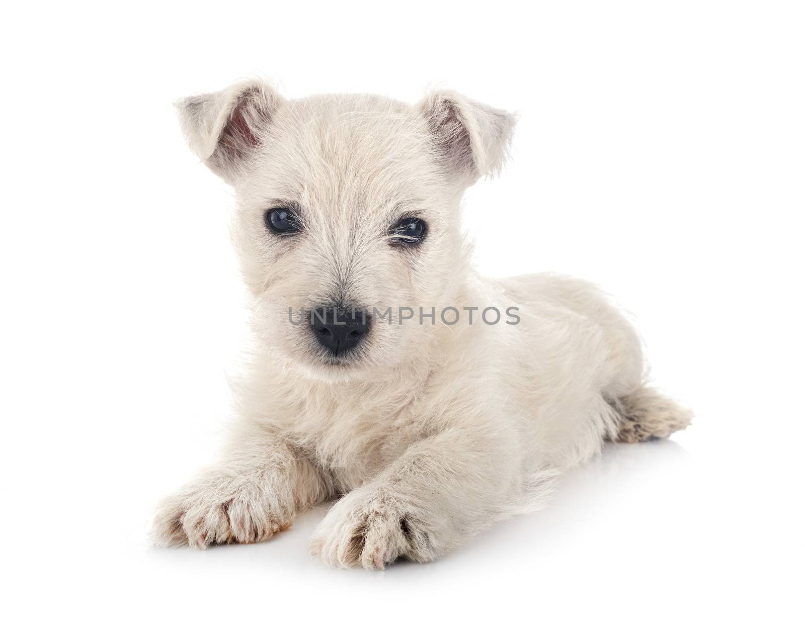 puppy West Highland White Terrier by cynoclub