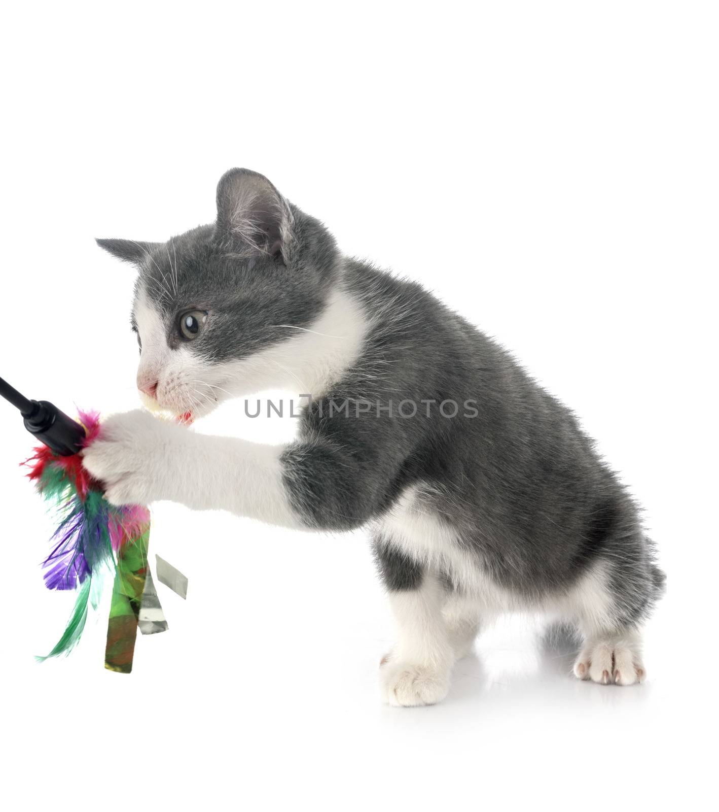 stray kitten in front of white background