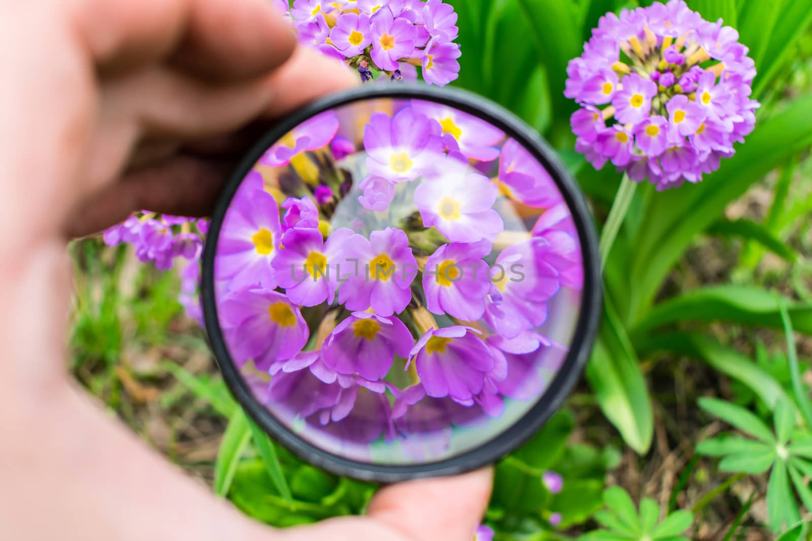 The gardener examines flowers through a magnifying glass to identify problems
