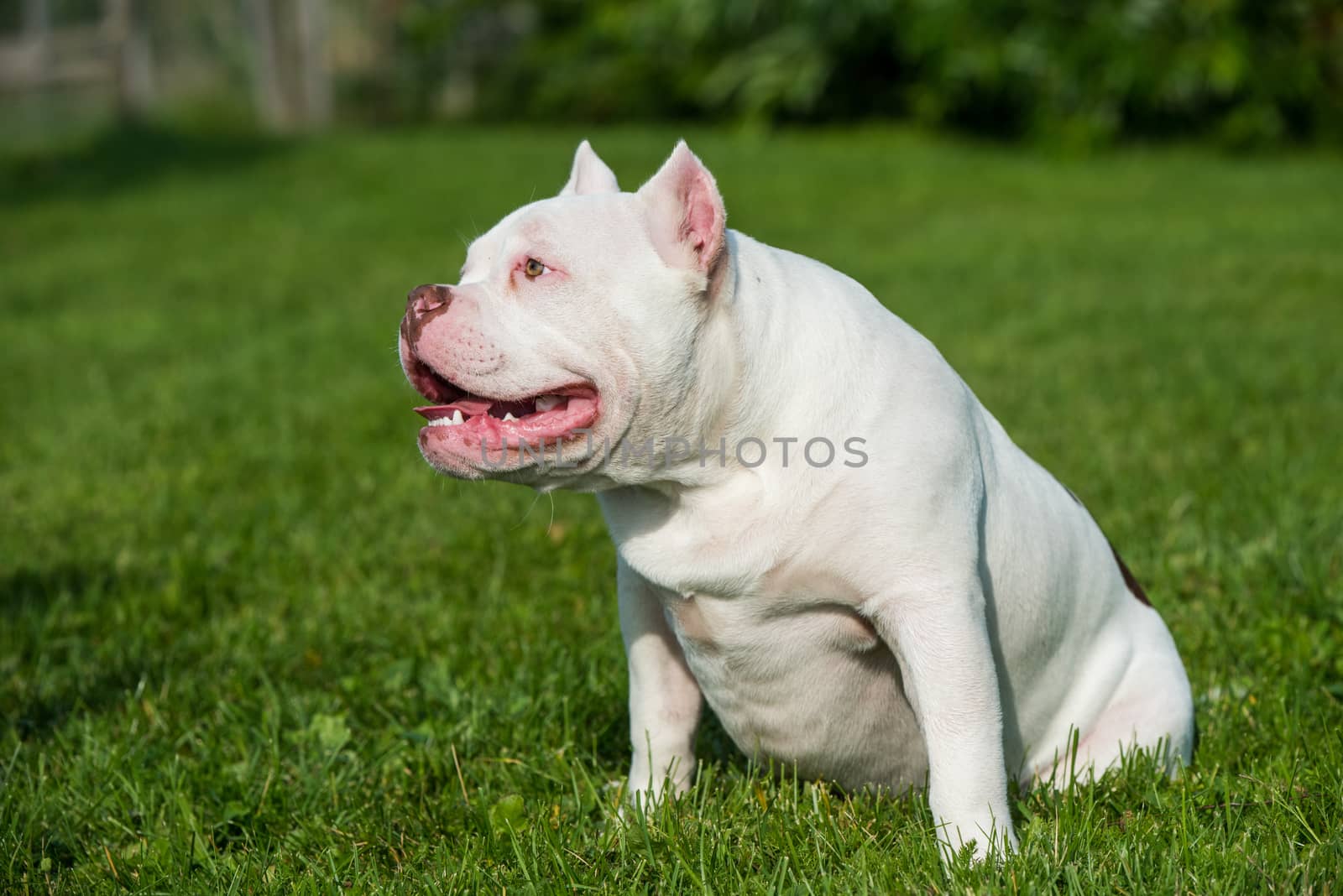 White American Bully puppy dog sitting on green grass. Medium sized dog with a compact bulky muscular body, blocky head and heavy bone structure.