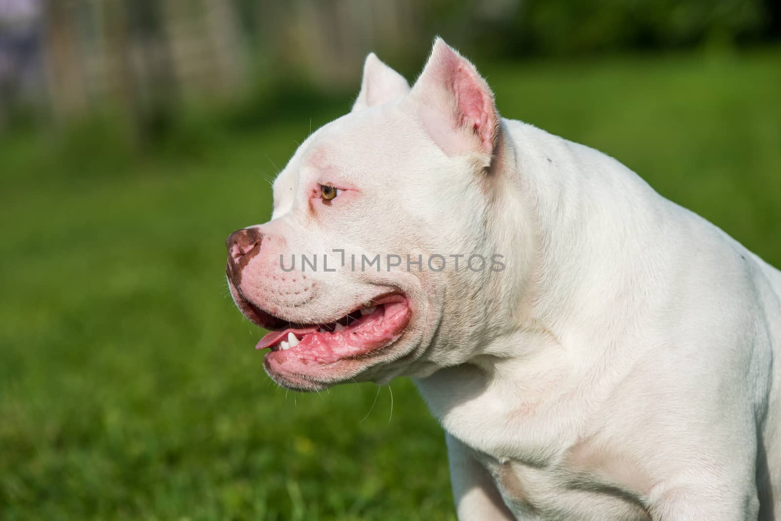 White American Bully puppy dog sitting on green grass. Medium sized dog with a compact bulky muscular body, blocky head and heavy bone structure.