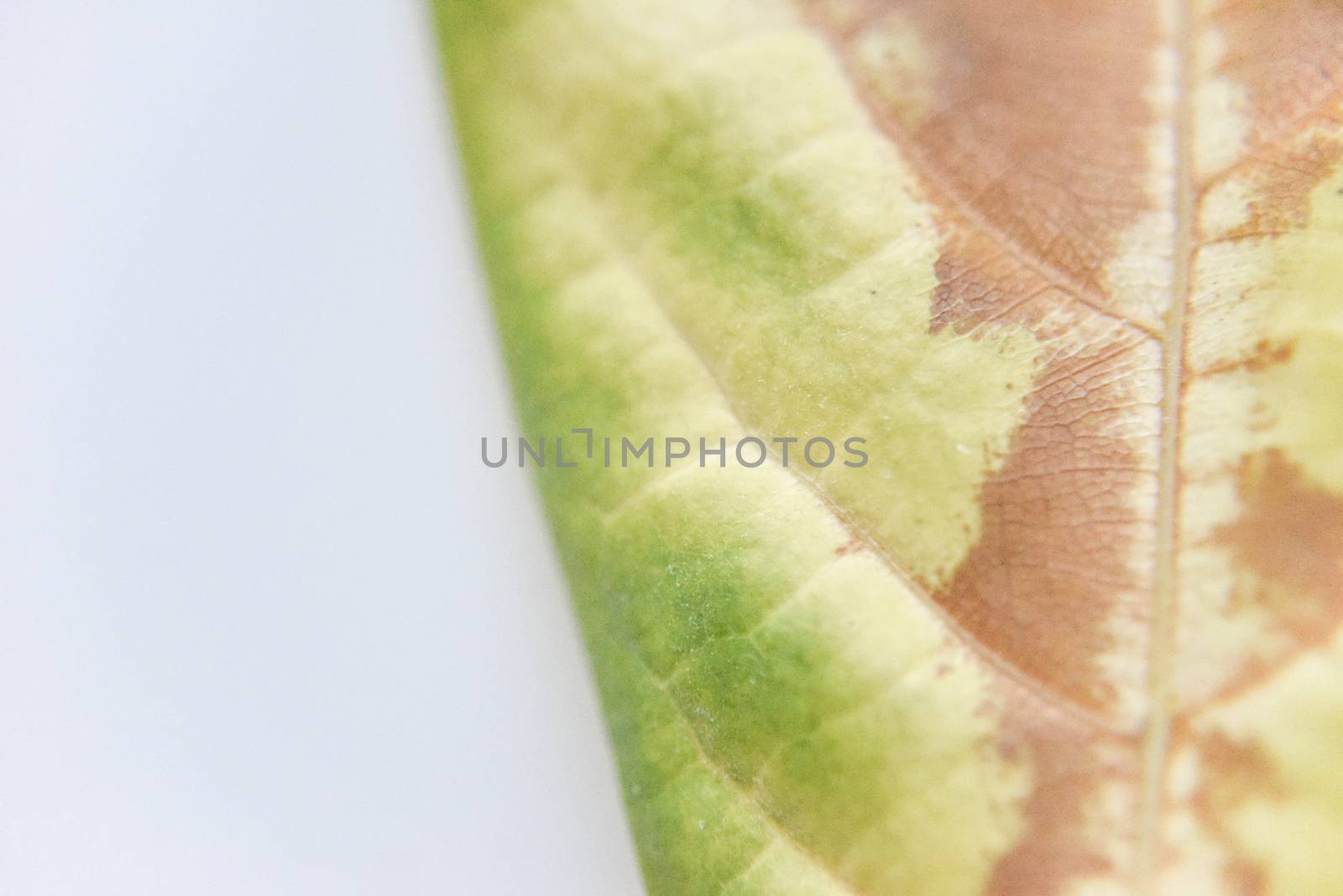 selective focus at the fallen avocado leaves with dried spots, studio shot