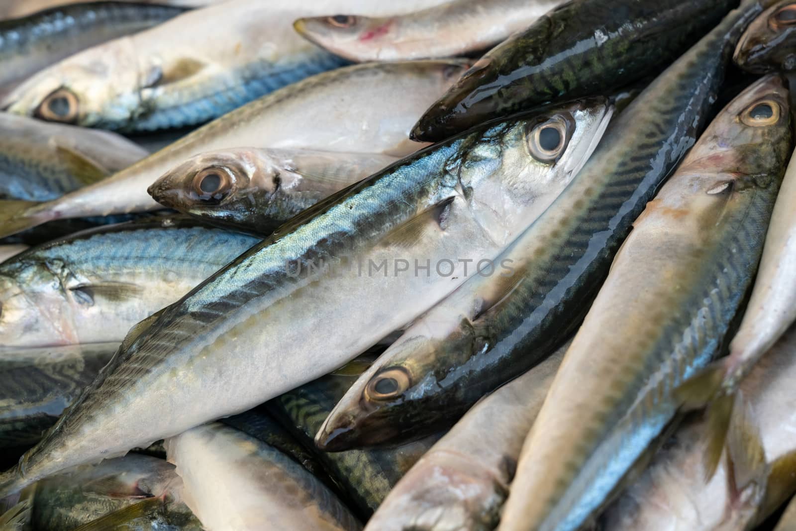 Fresh mackerel fish on ice by Robertobinetti70