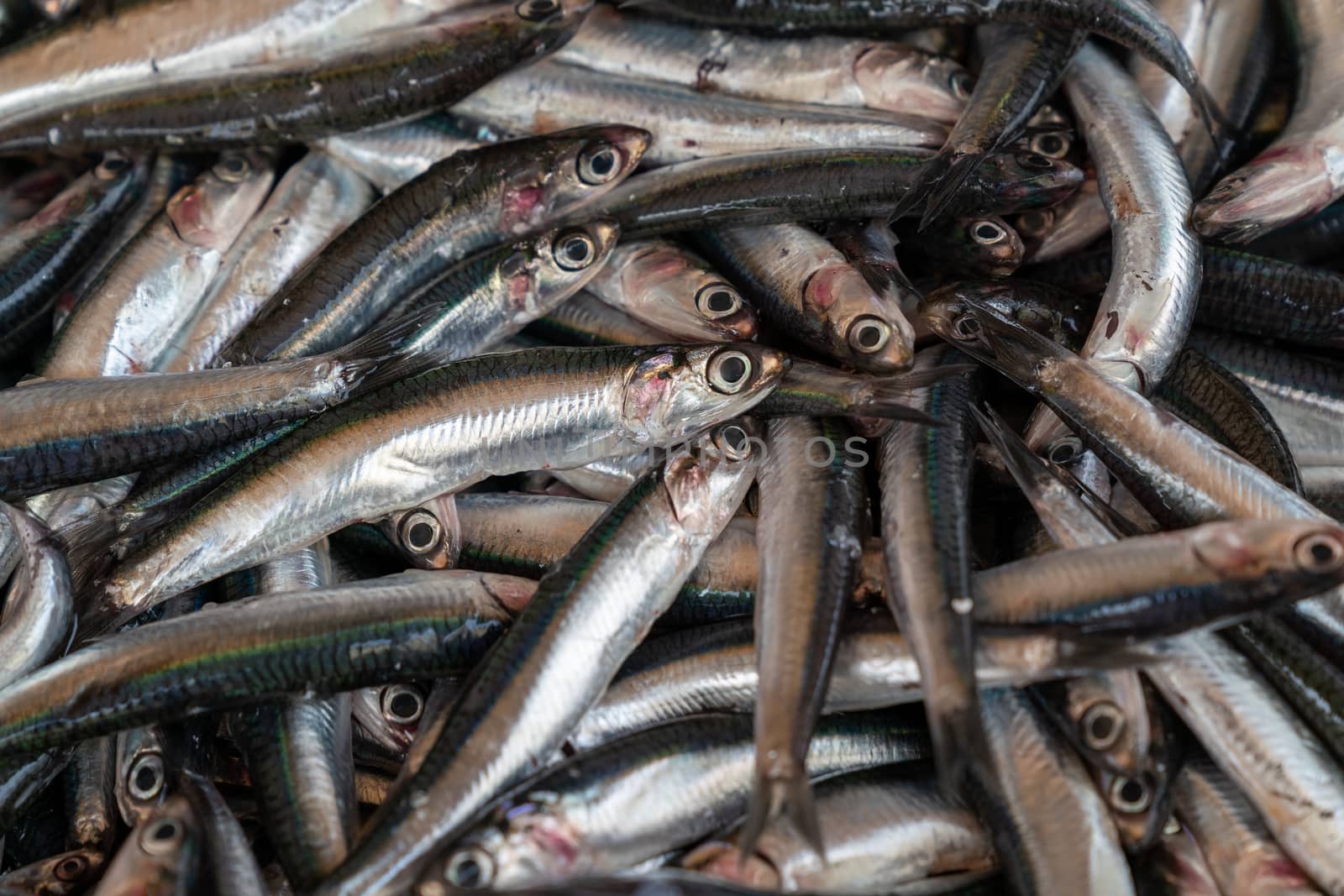 Fresh anchovies fish on ice by Robertobinetti70