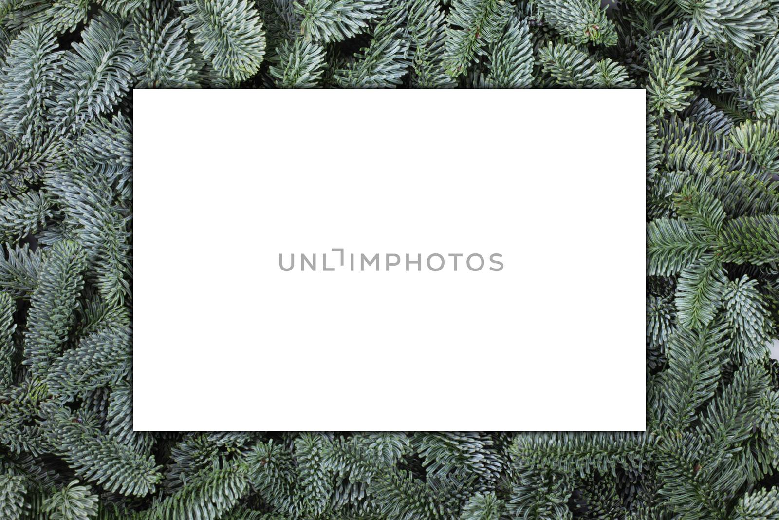 Fir tree branch frame on white by Yellowj