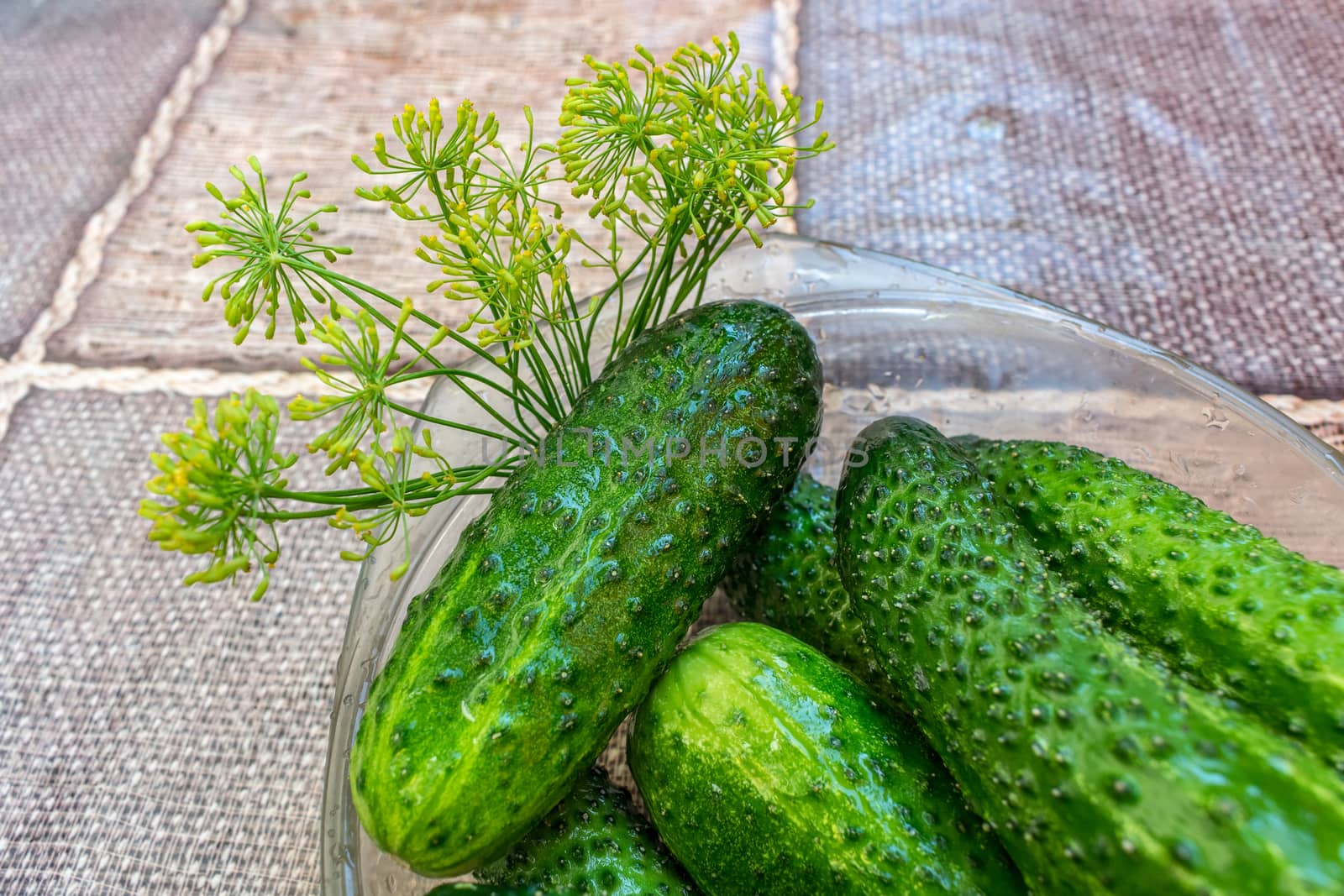 Green and delicious ripe cucumbers just picked from the garden