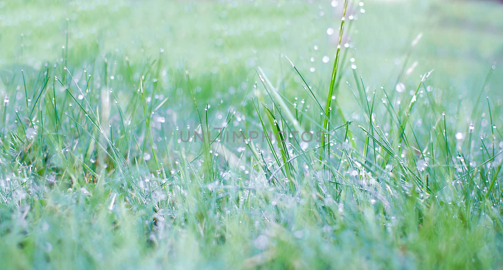 Fresh green grass with water drops. Morning dew on spring grass, natural background by KajaNi