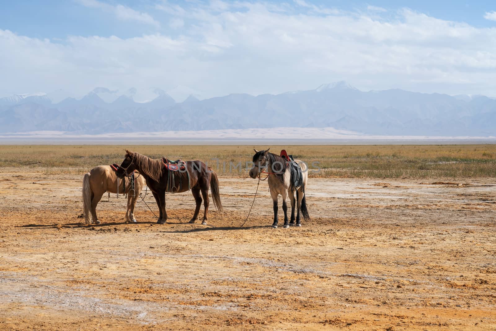 Horses on the natural ground, with mountains behind. Photo in Qinghai, China.