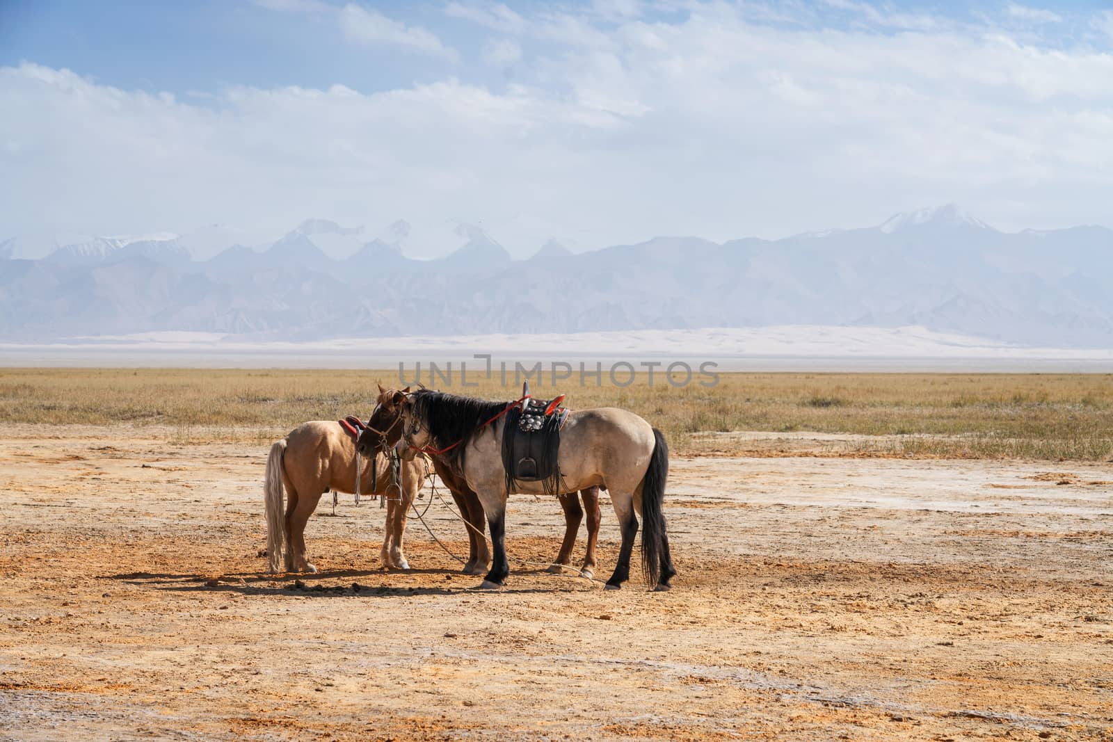 Horses on the natural ground, with mountains behind. Photo in Qinghai, China.