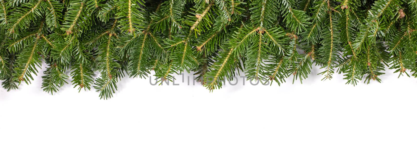Natural fir Christmas tree border frame isolated on white , copy space for text