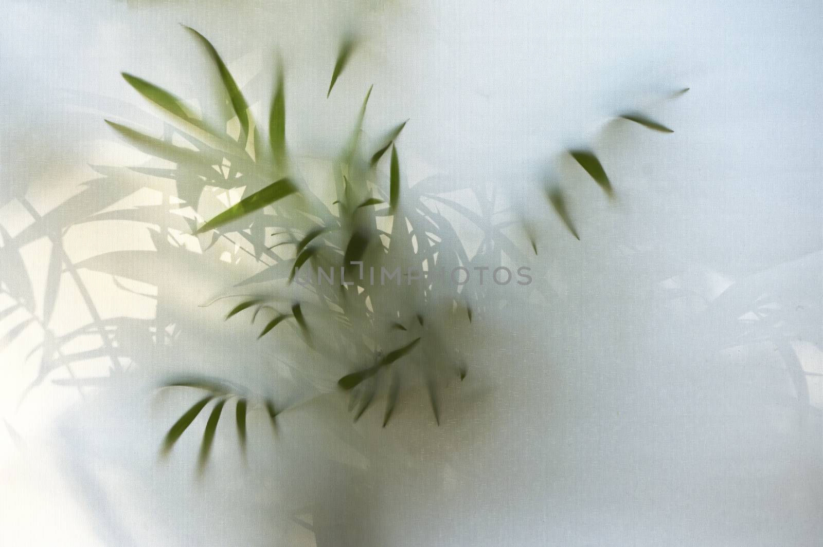 Abstract shadows of Green plant behind window blind