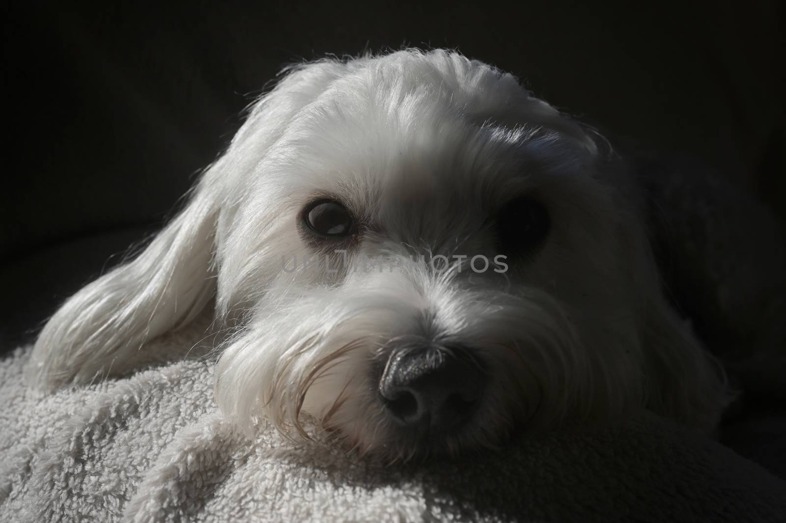 Cute Malteze Dog Laying On Sofa by mady70