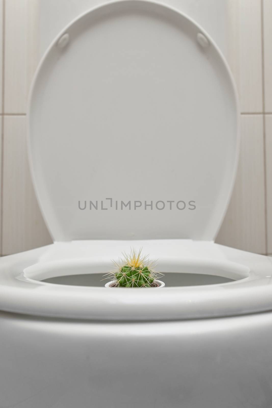 Hemorrhoids Pain With Thorny Cactus inside Toilet by mady70