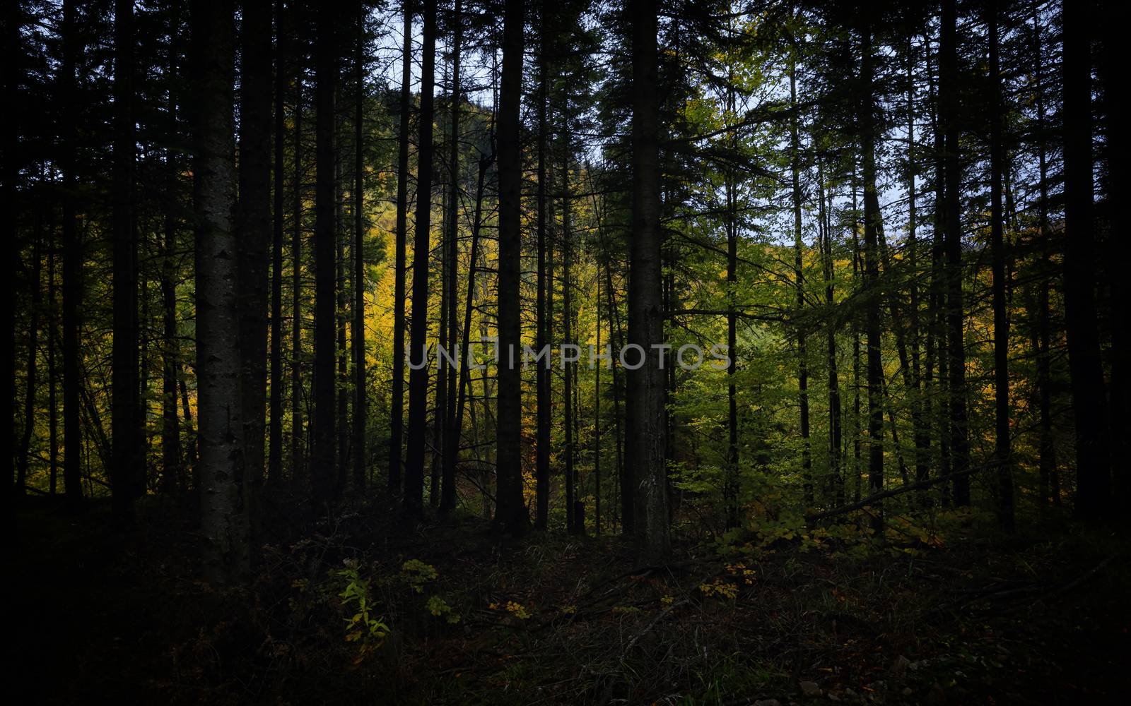 Autumn Forest in Vrancea, Romania by mady70