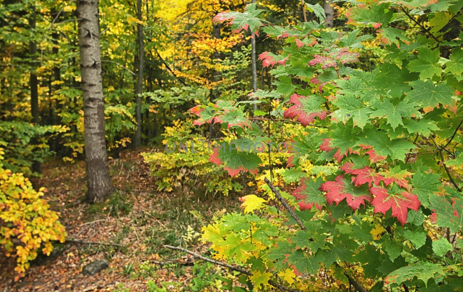 Autumn Forest in Vrancea, Romania by mady70