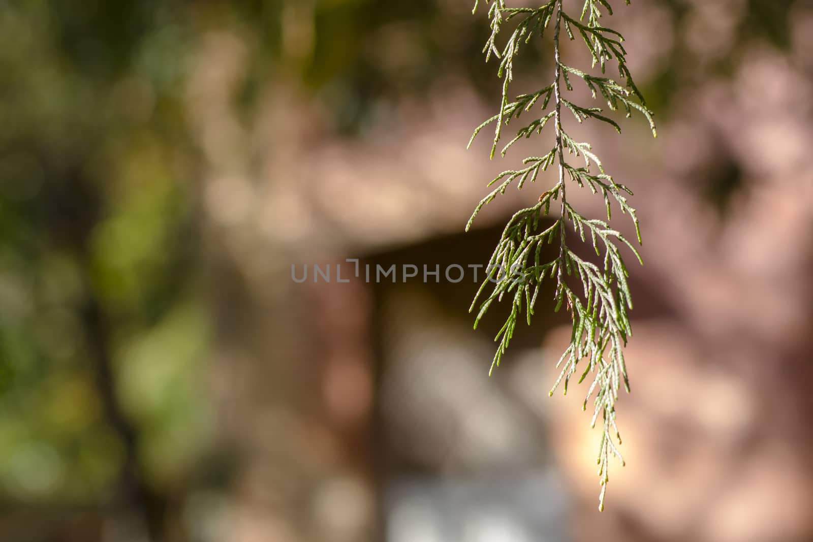pine tree leaves and branch in the forest at sunlight, close-up and macro, bokeh background