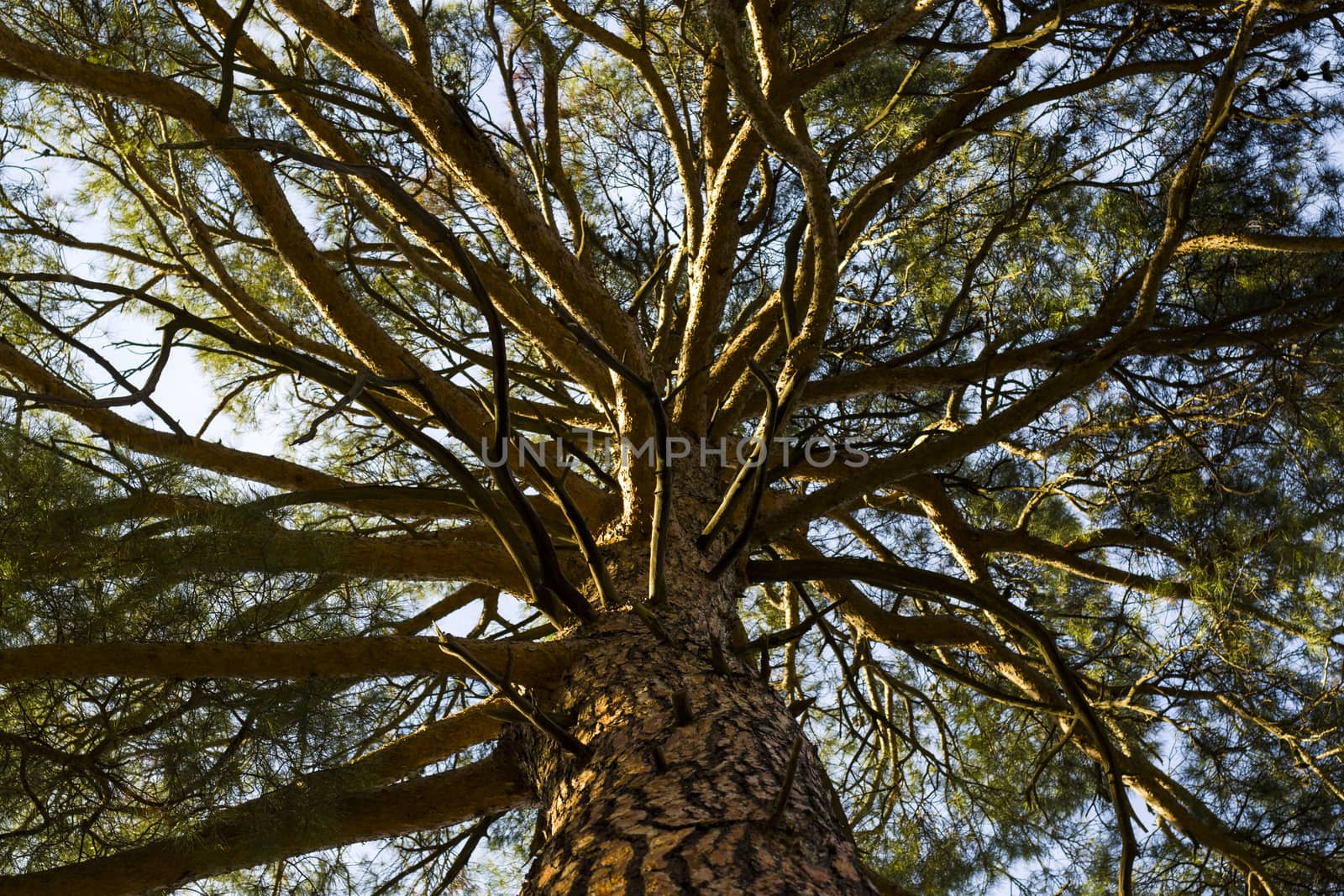 pine tree bark and body background, close-up and macro of wooden material, beautiful tree background