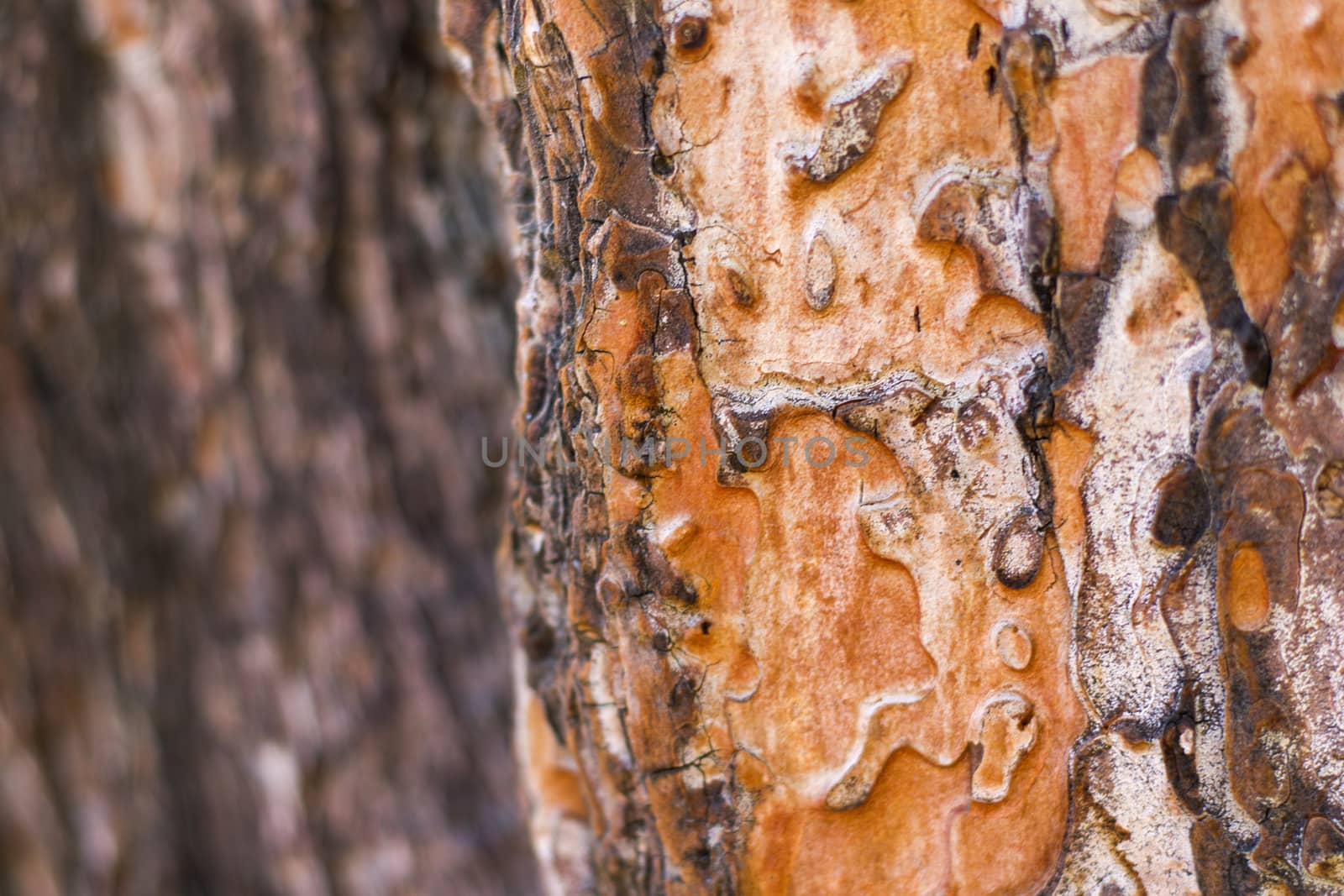 pine tree bark and body background, close-up and macro of wooden material, beautiful tree background