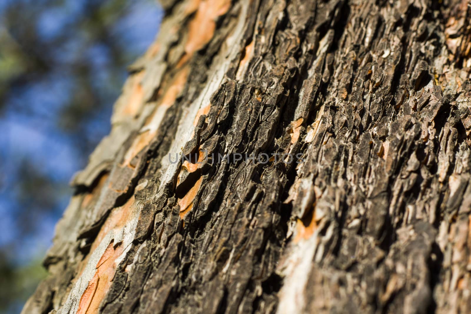 pine tree bark and body background, close-up and macro of wooden material, beautiful tree background