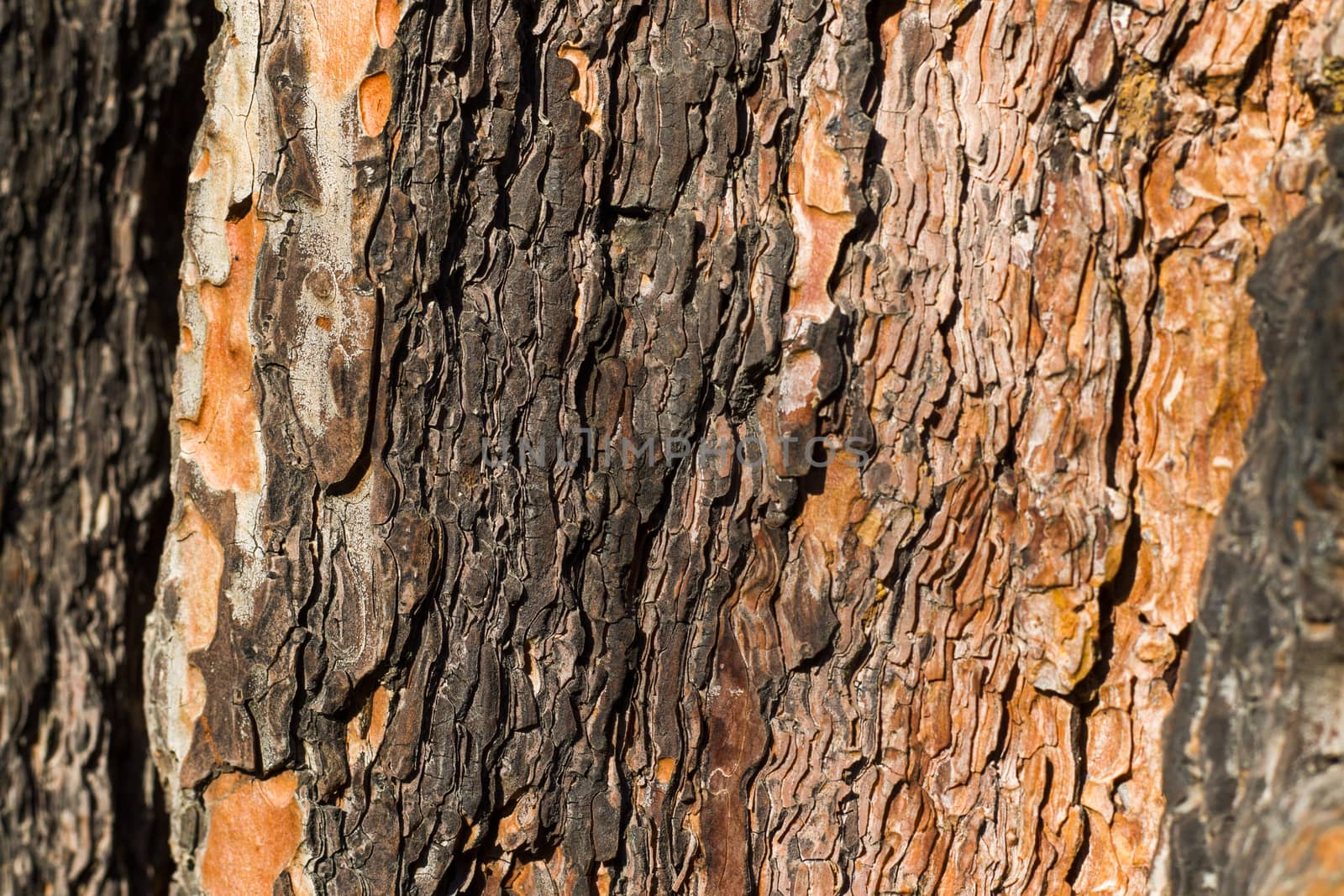 pine tree bark and body background, close-up and macro of wooden material, beautiful tree background