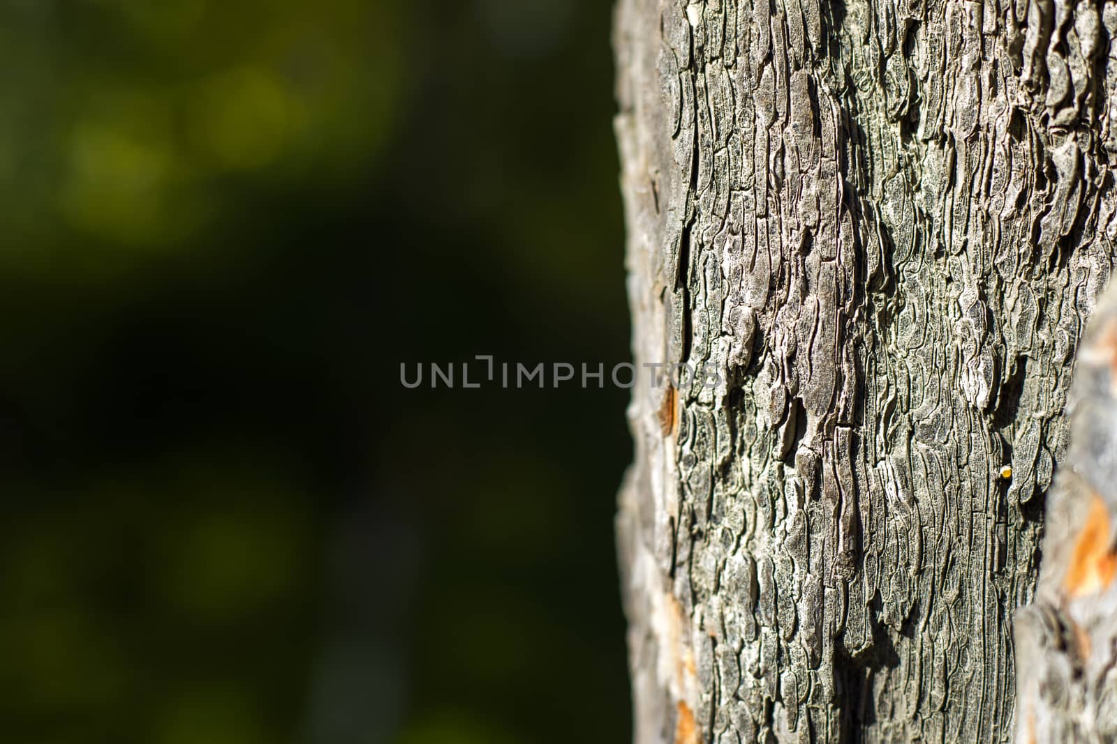 pine tree bark and body background, close-up and macro of wooden material, beautiful tree background