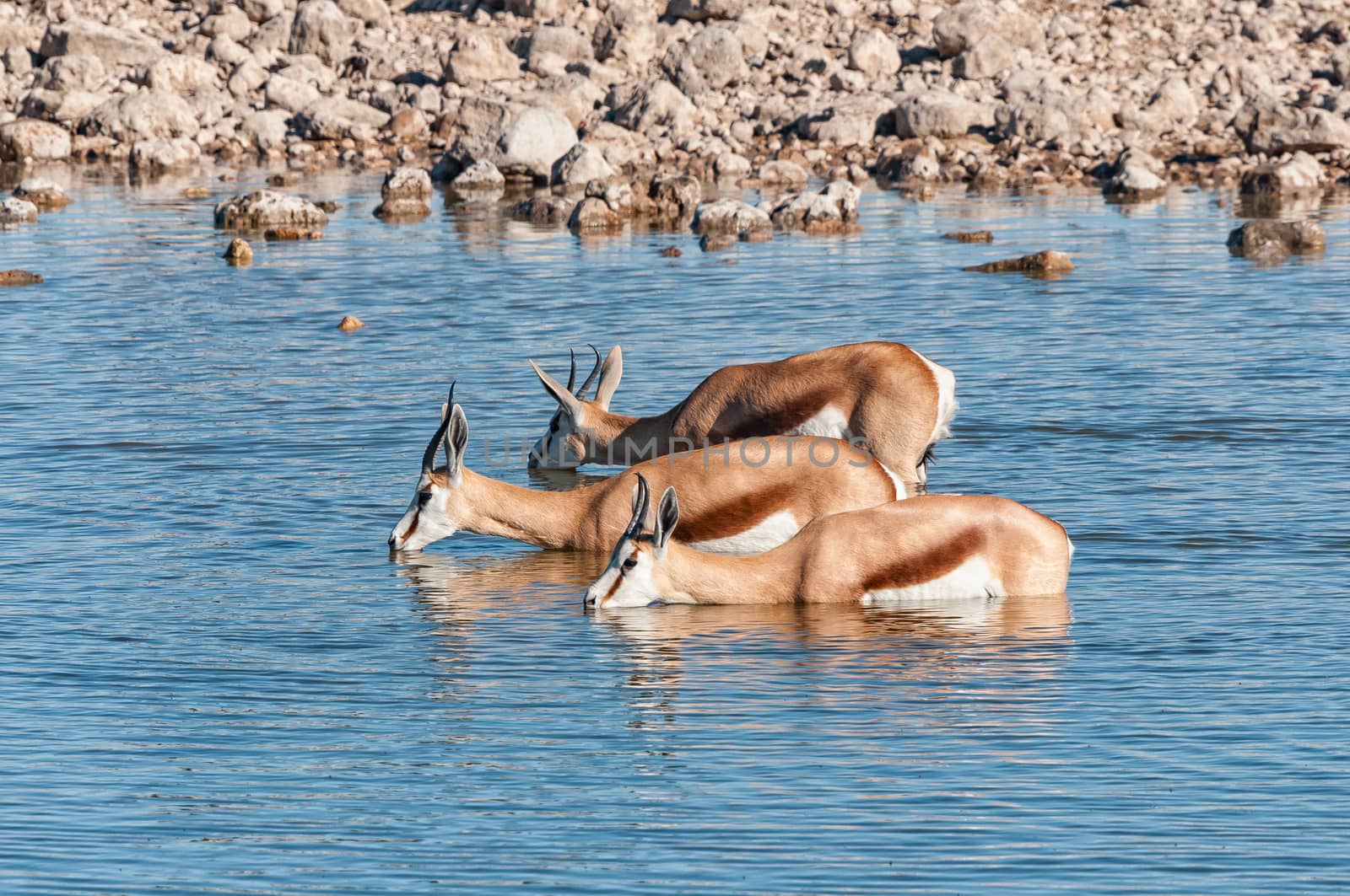 Springbok, Antidorcas marsupialis, drinking water inside a waterhole in northern Namibia